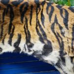 Kemenko Polhukam Turun Tangan Mediasi Konflik Lahan Koto Aman dengan PT BSAL di Kampar