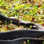 Kantor Berita Antara Beri Penjelasan Soal Tuduhan Foto Fake Tol Layang Japek