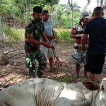 Keluarga Besar JamSyar Salurkan 23 Sapi Kurban