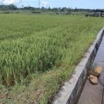 Artis Bersama 16 Ribu Pelari Ramaikan Jakarta Running Festival 2024, Kebutuhan Hidrasi dan Mineral Tercukupi